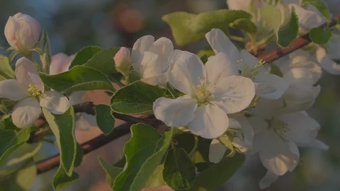 White Apple blossoms on a branch at sunset  close-up. Stock Footage 89467928