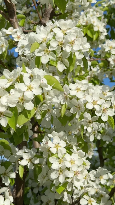 White apple blossoms close-up on a bright blue sky background Stock Footage 335863293