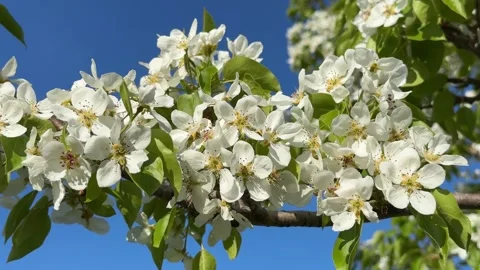 White apple blossoms close-up on a bright blue sky background. 4K footage Stock Footage 335863295