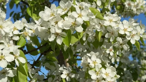 White apple blossoms close-up on a bright blue sky background. 4K footage Stock Footage 335863296