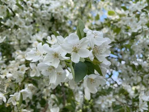 White apple blossoms close-up, spring blossoms in the garden, delicate petals Stock Photos