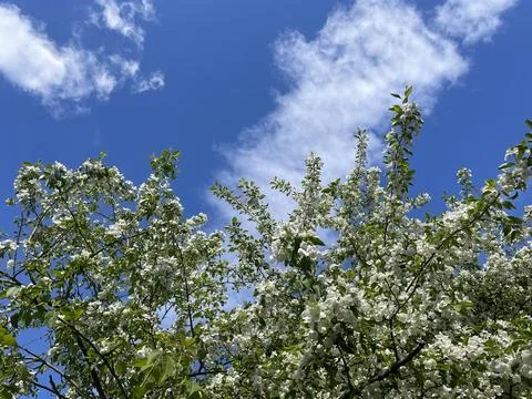 White apple blossoms close-up, spring blossoms in the garden.Flowering apple Foto stock
