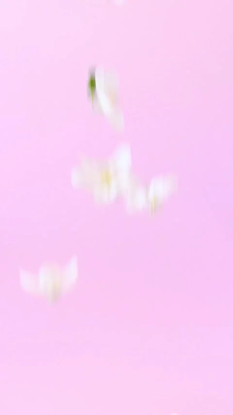 White apple blossoms falling gracefully on a soft pink background Stock Footage 330604981