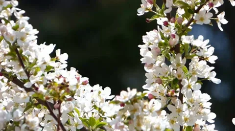 White Apple Blossoms Видео 38490873