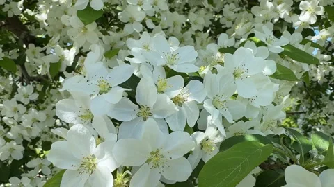 White apple blossoms in full bloom on tree branches, signaling the arrival of Stock Footage 310612926