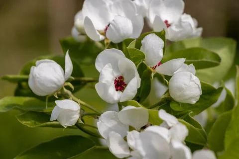 White apple blossoms, fully opened bloomed with green leaves and red centers. Stock Photos