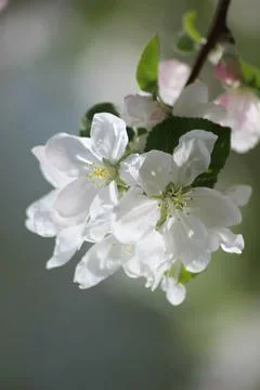 White apple blossoms Stock Photos