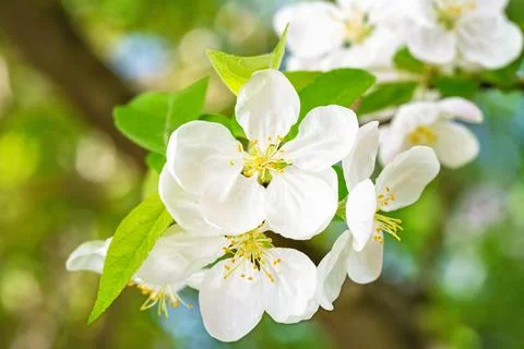 White apple blossoms in soft spring sunlight 스톡 사진