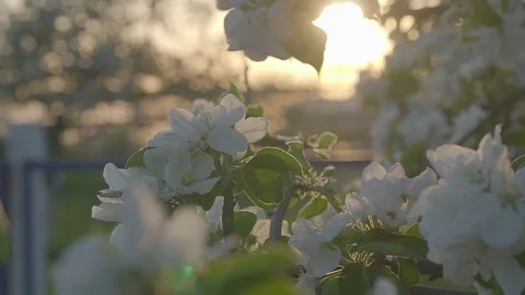 White Apple blossoms at sunset. Stock Footage 89467837