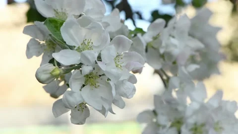 White apple blossoms sway in the wind. Spring background for video Stock Footage 194444744