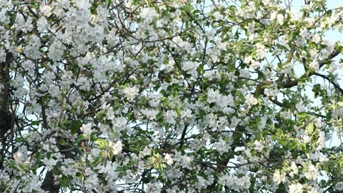 White apple blossoms sway in the wind. Spring background for video Stock Footage 194445903
