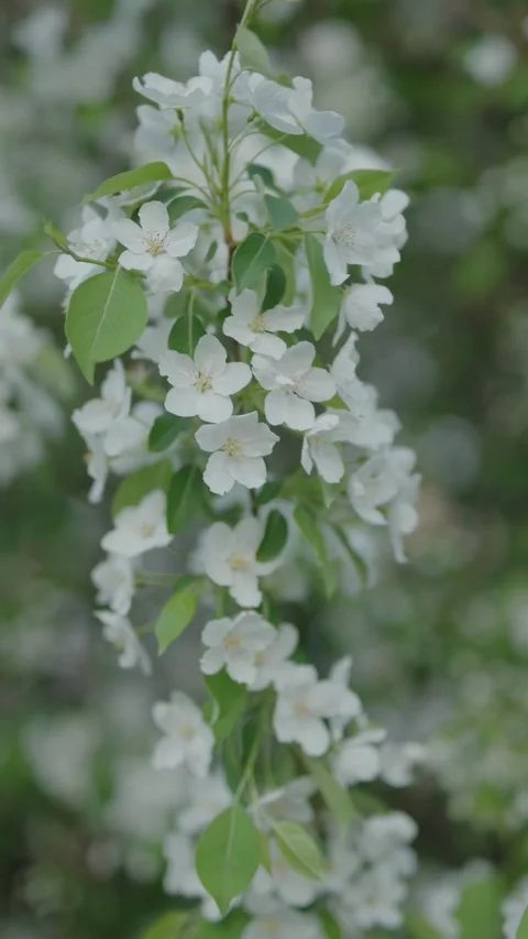 White apple blossoms swaying gently in a soft spring breeze Stock Footage 334626588