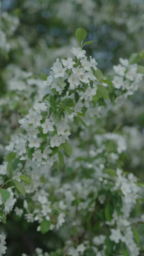 White apple blossoms swaying gently in a soft spring breeze Stock Footage 334626616