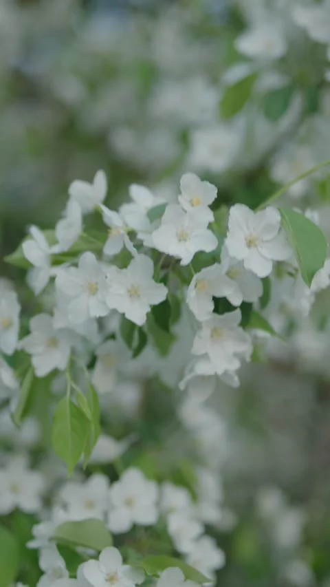 White apple blossoms swaying gently in a soft spring breeze Stock Footage 334626767