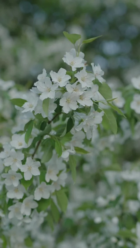 White apple blossoms swaying gently in a soft spring breeze Stock Footage 334626807