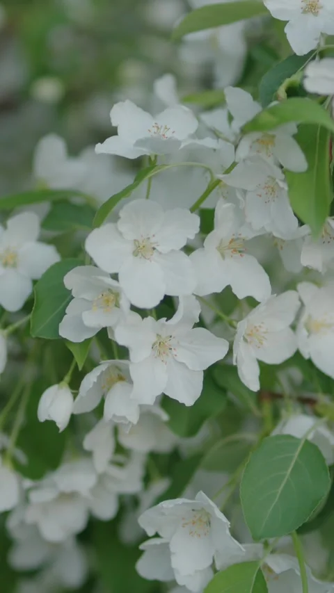 White apple blossoms swaying gently in a soft spring breeze Stock Footage 334626812