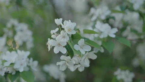White apple blossoms swaying gently in a soft spring breeze Stock Footage 334627140