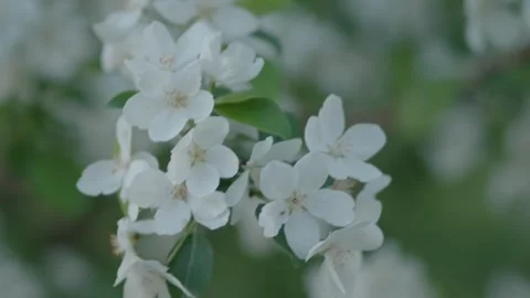 White apple blossoms swaying gently in a soft spring breeze Stock Footage 334627187