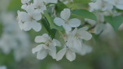 White apple blossoms swaying gently in a soft spring breeze Stock Footage 334627252