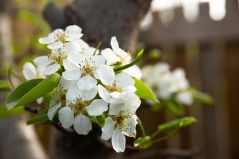 White apple blossoms on a tree in spring Stock Photos