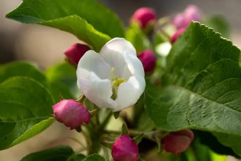 White apple blossoms on a tree in spring Stock Photos
