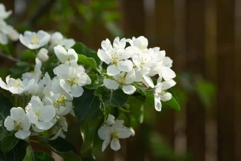 White apple blossoms on a tree in spring Stock Photos