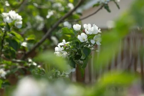 White apple blossoms on a tree in spring Foto stock