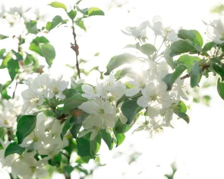 White apple blossoms on a tree in spring Stock Photos