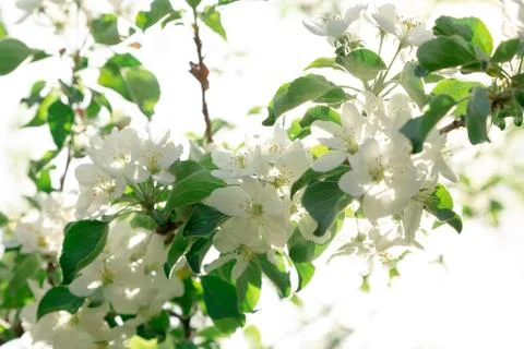 White apple blossoms on a tree in spring Stock Photos