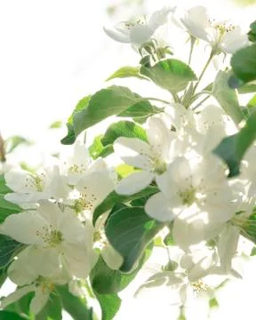 White apple blossoms on a tree in spring Stock Photos