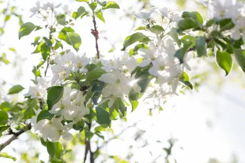 White apple blossoms on a tree in spring Stock Photos
