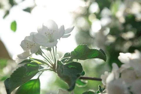 White apple blossoms on a tree in spring Stock Photos
