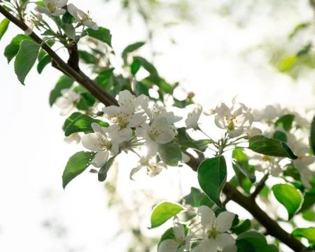 White apple blossoms on a tree in spring Foto stock