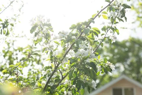 White apple blossoms on a tree in spring Stock Photos