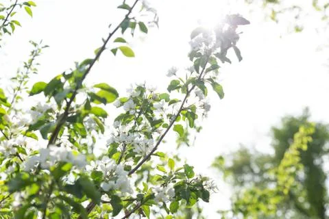White apple blossoms on a tree in spring Stock Photos