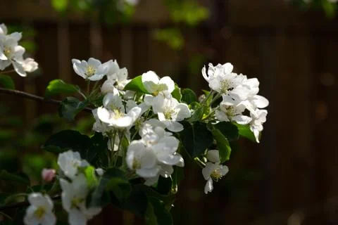 White apple blossoms on a tree in spring Stock Photos