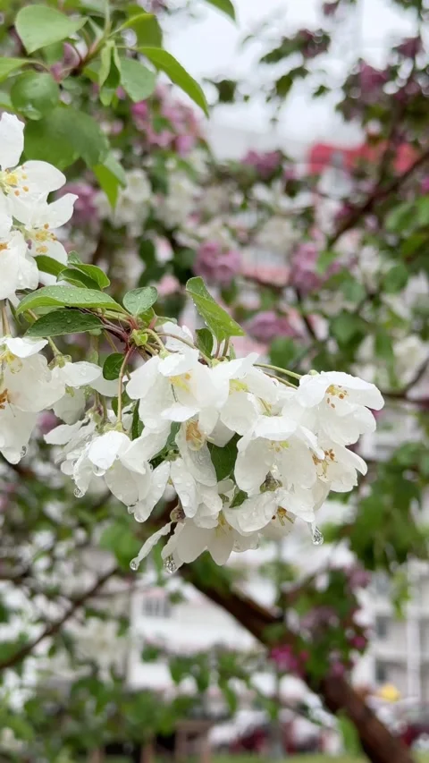 White apple blossoms with a water drops on petals during the rain, close-up Stock Footage 336538771