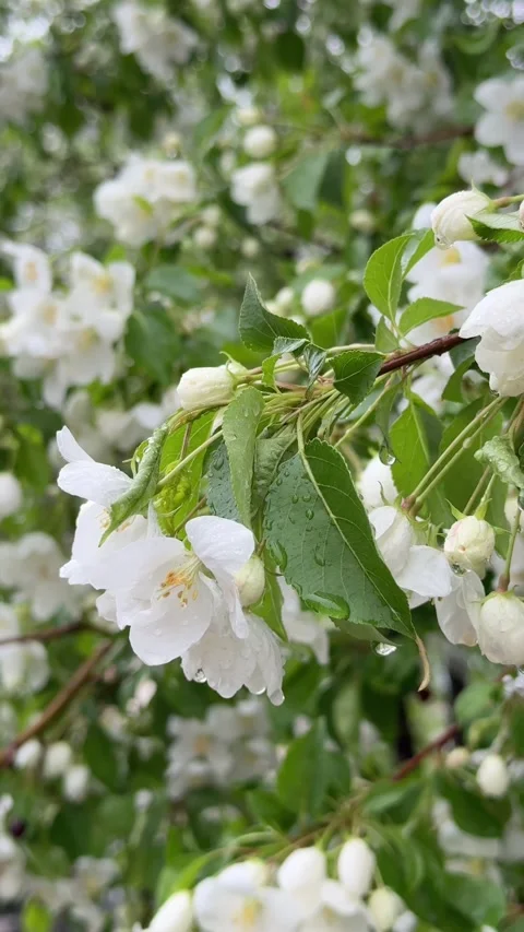 White apple blossoms with a water drops on petals during the rain, close-up Stock Footage 336538774