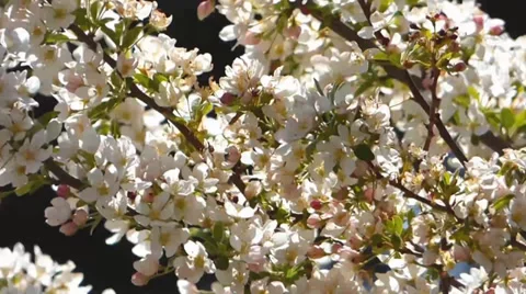 White Apple Blossoms in the Wind Video stock 38490871