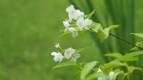 White apple flower bloom closeup Stock Footage 7746112