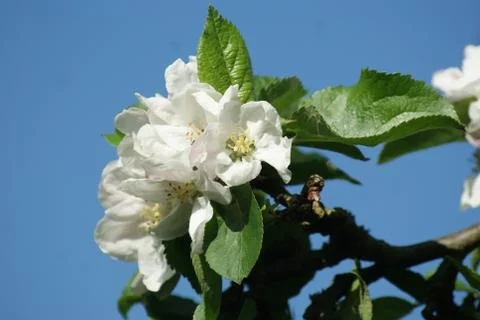 White apple flower close up Stock Photos