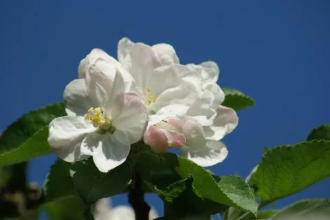 White apple flower close up Stock Photos