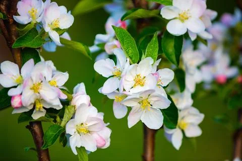 White apple flower Stock Photos