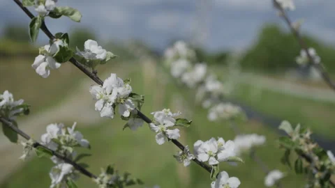 White Apple Flower Slow Motion Stock Footage 266914089