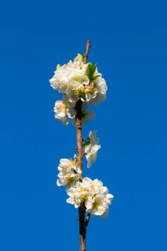 White apple flowers branch isolated on blue background Stock Photos