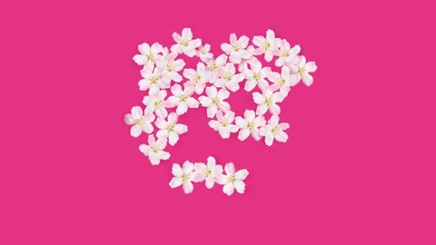 White apple flowers Video stock 148824625