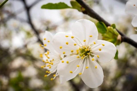 White apple flowers in the rays of sunlight Stock Photos