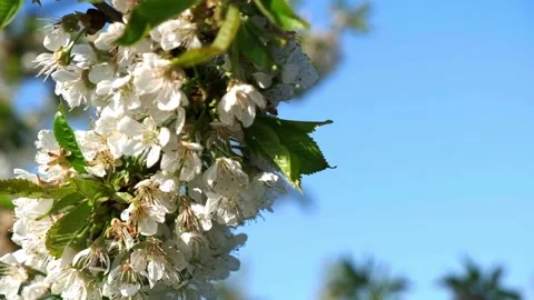 White apple flowers sway in the summer wind Stock Footage 139768191