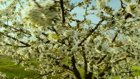 White apple flowers on thin branches in local orchard Video stock 154580931
