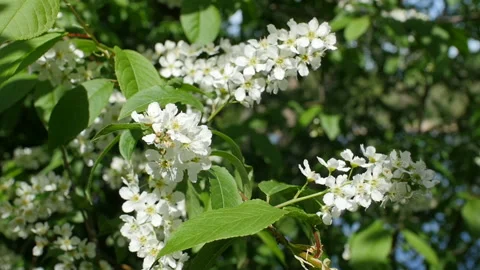 White apple flowers on tree branches Stock Footage 131444892